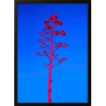 Pink Tree