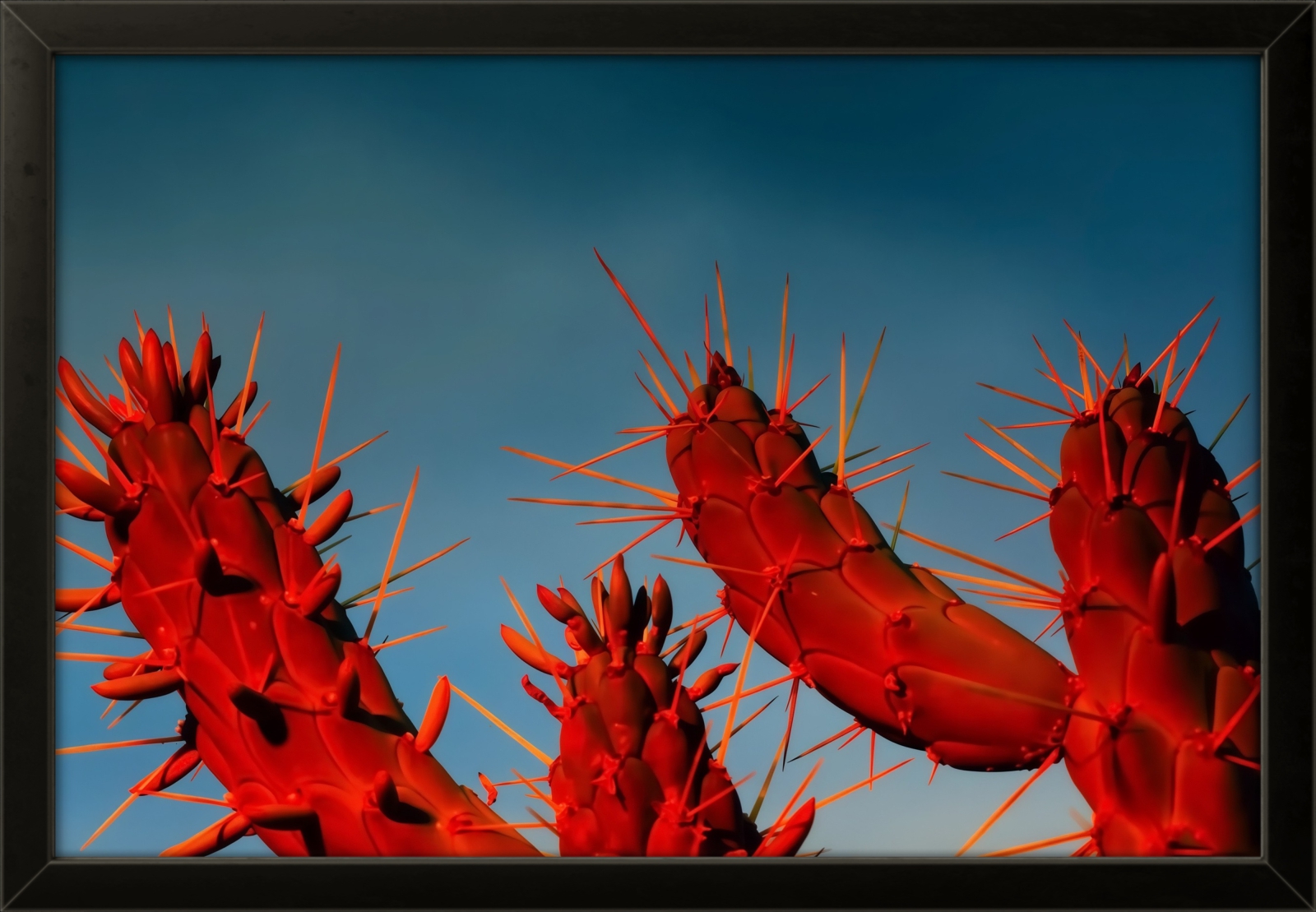 Red Cactus