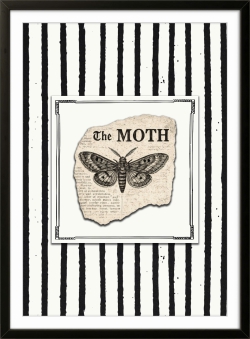 The Moth