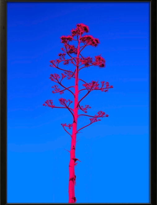 Pink Tree