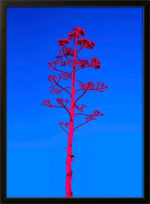 Pink Tree