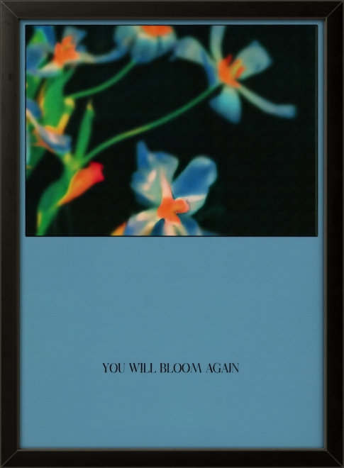 You Will Bloom Again